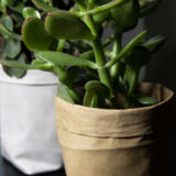 plantenzak sfeer