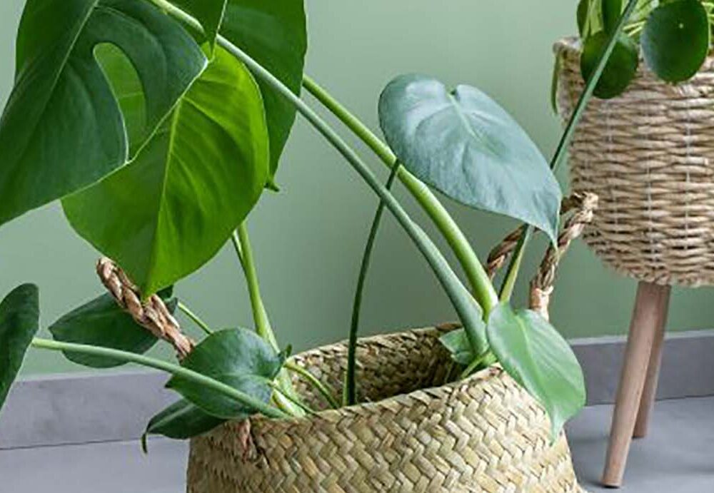 Manden voor planten