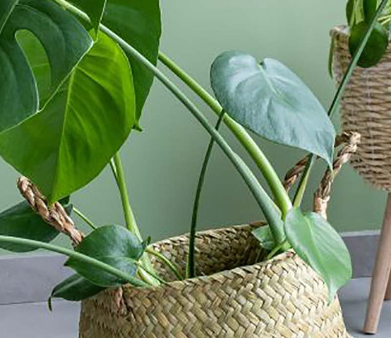Manden voor planten