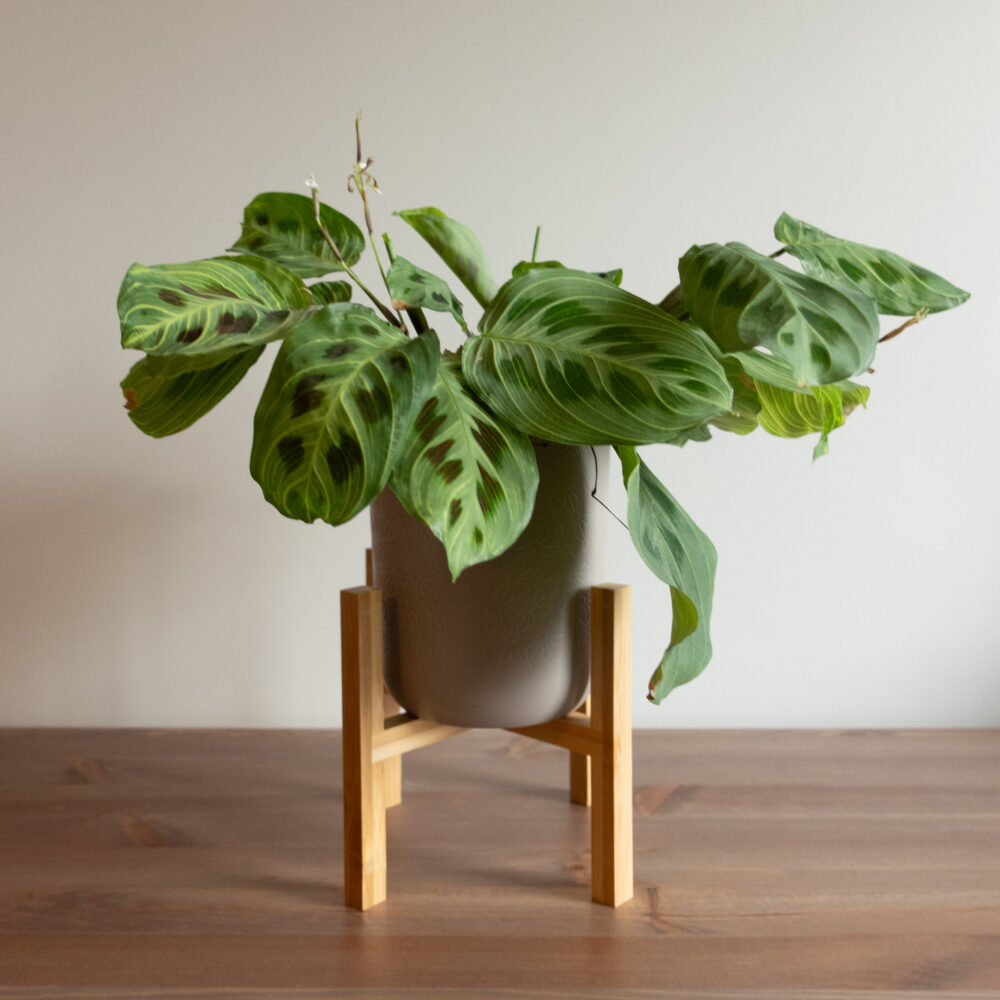 QUVIO Bloempot standaard – Bamboe – Binnenmaat 16 cm