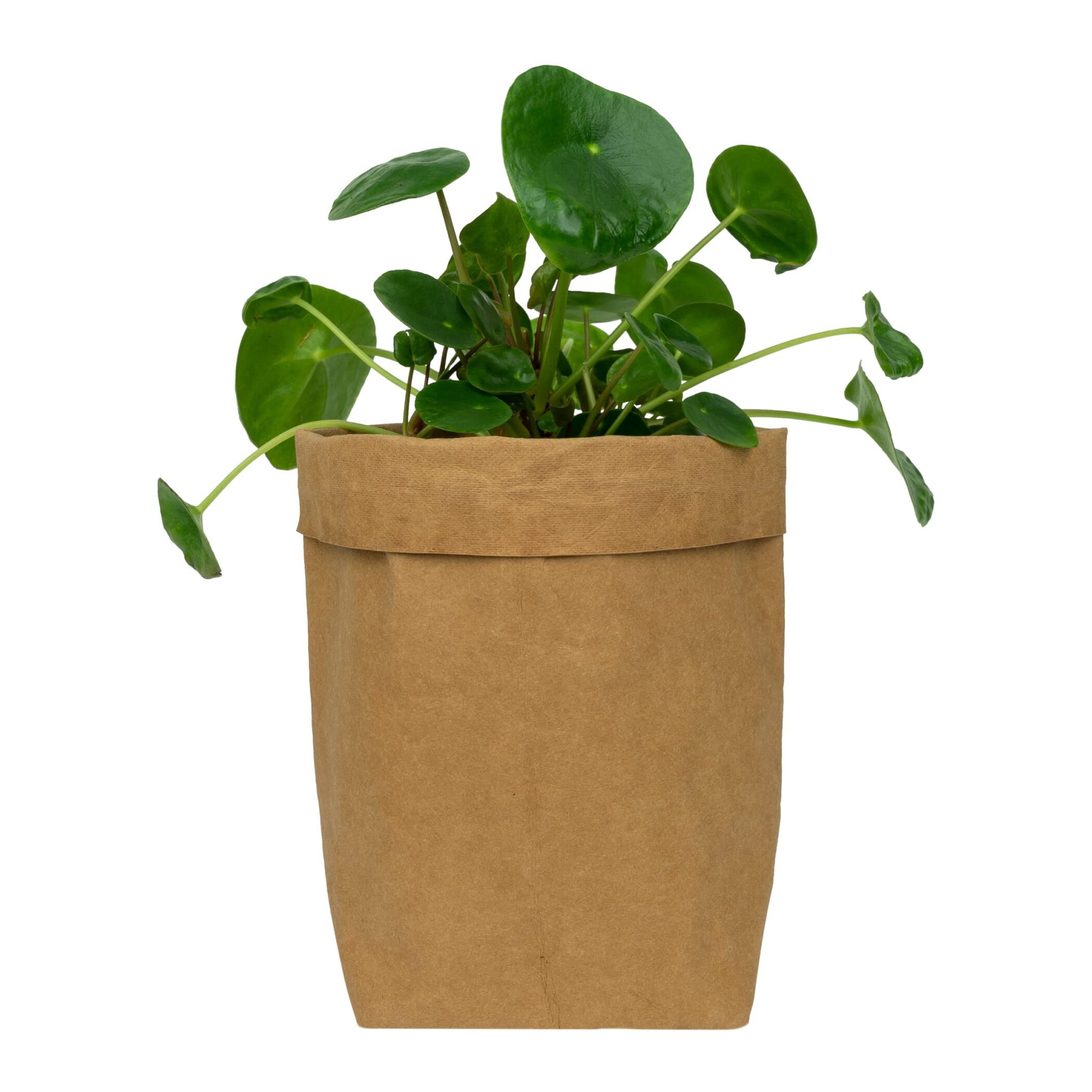 QUVIO Plantenzak - Kraftpapier - 10 x 10 x 20 cm - Bruin