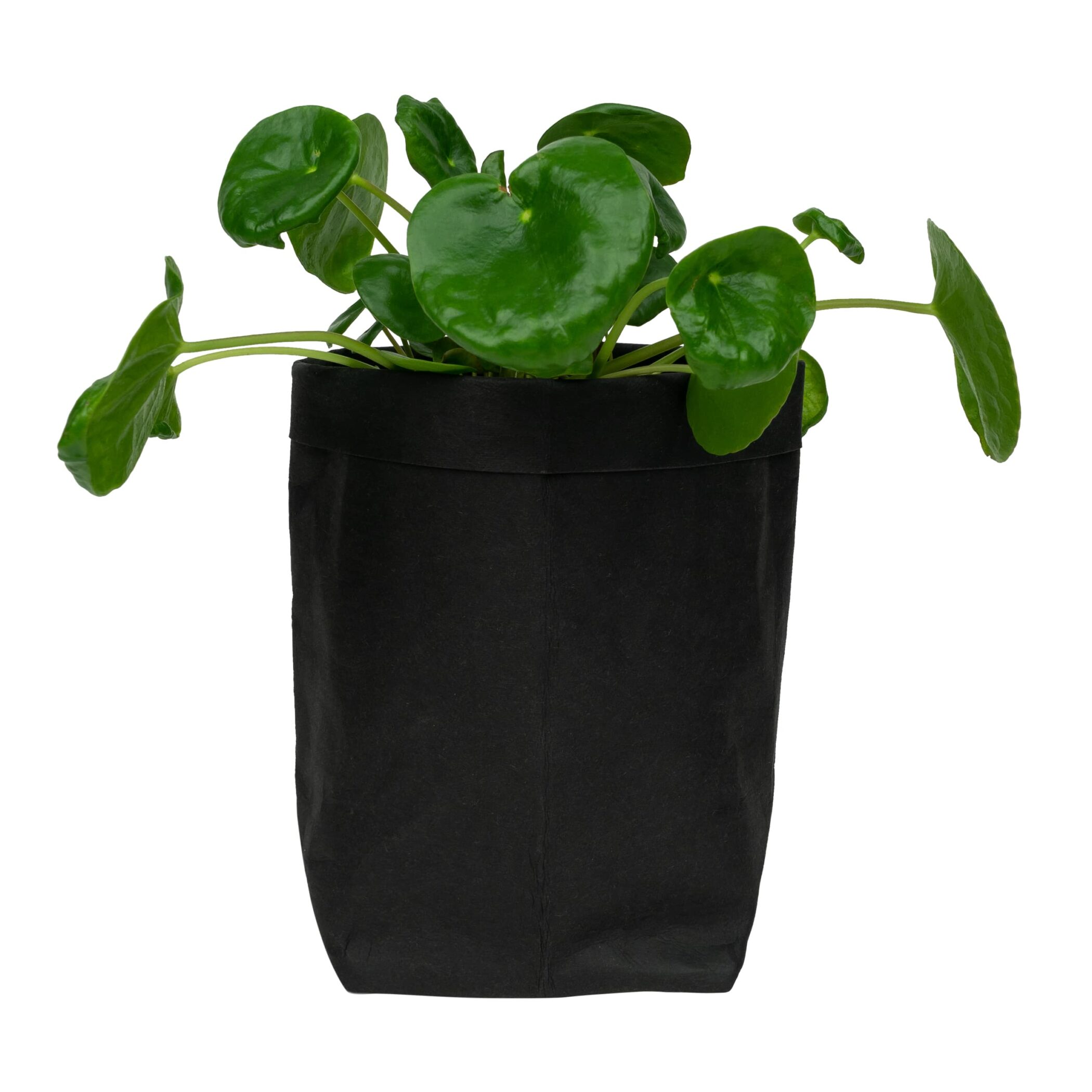 QUVIO Plantenzak - Kraftpapier - 10 x 10 x 20 cm - Zwart