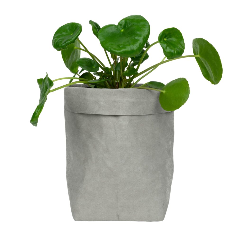 Plantenzak van kraftpapier in het grijs
