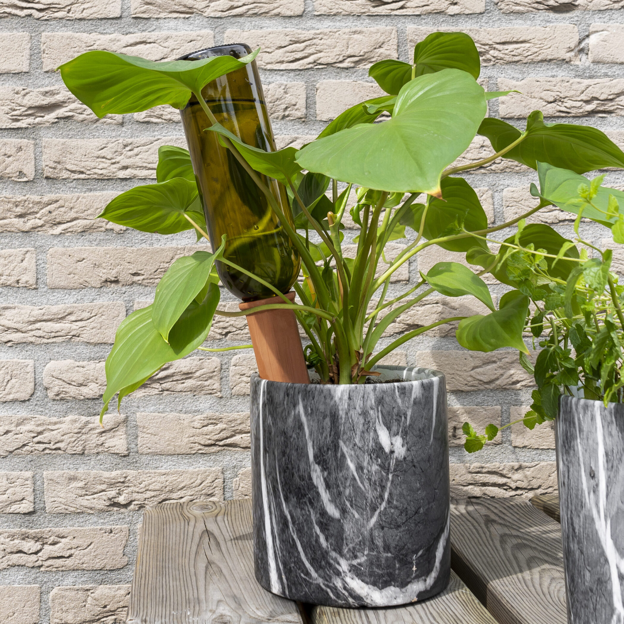 Waterdruppelaar voor kamerplanten kopen? Slim gekozen!
