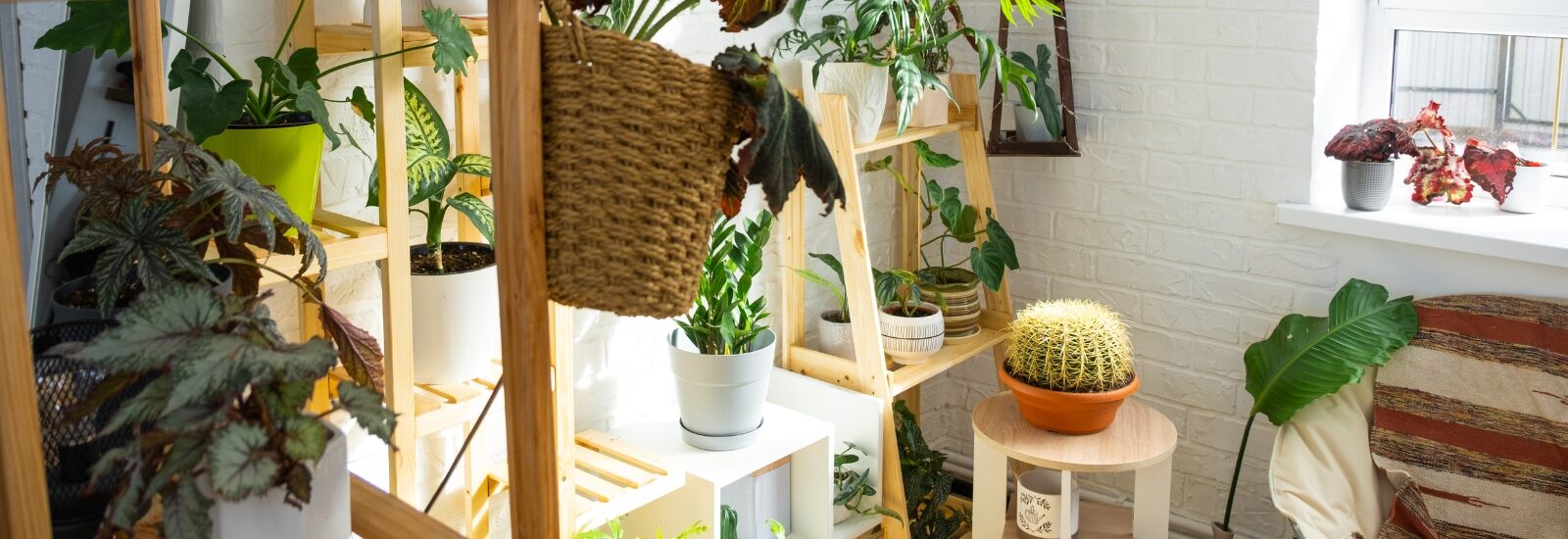 4 tips om kamerplanten in leven te houden