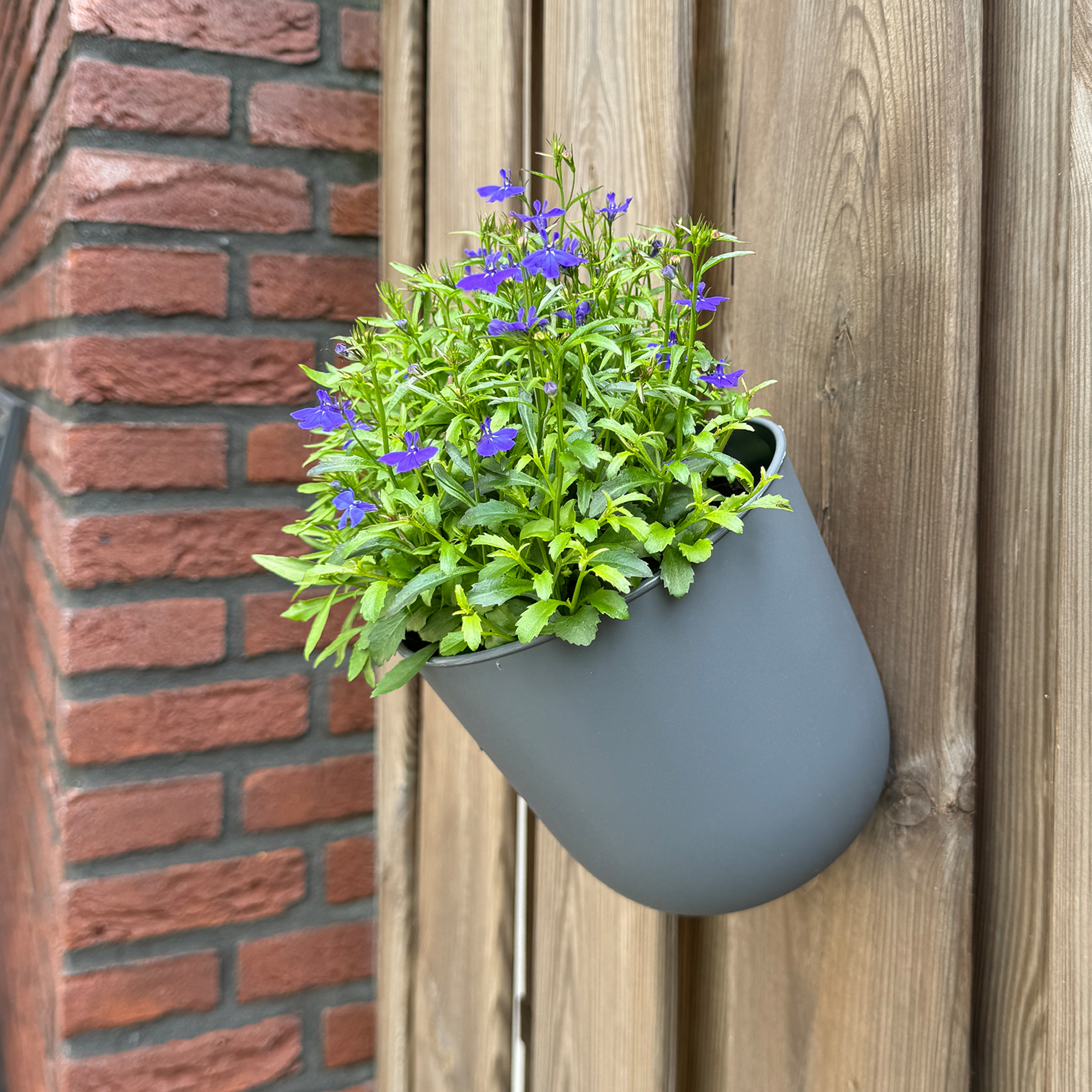QUVIO Bloempot voor aan de wand – Diameter 15 cm – Antraciet