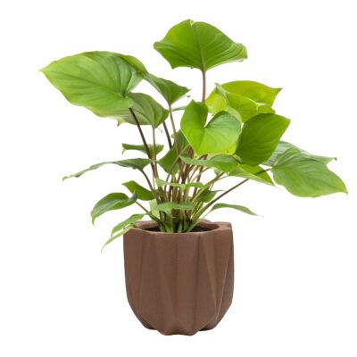 bruine bloempot van cement