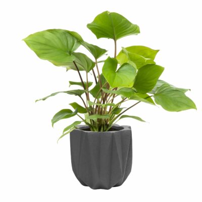 Donkergrijze bloempot van cement