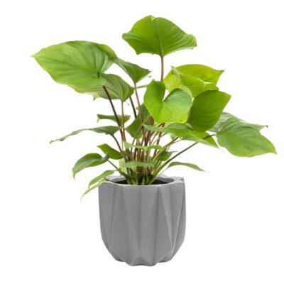 lichtgrijze bloempot van cement