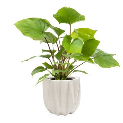 beige bloempot van cement