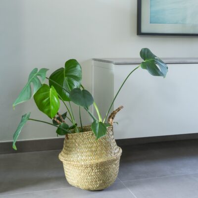 Grote plantenmand