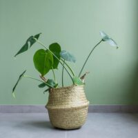 Gevlochten mand voor planten