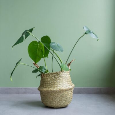 Gevlochten mand voor planten