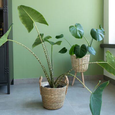 Stro mandjes voor planten