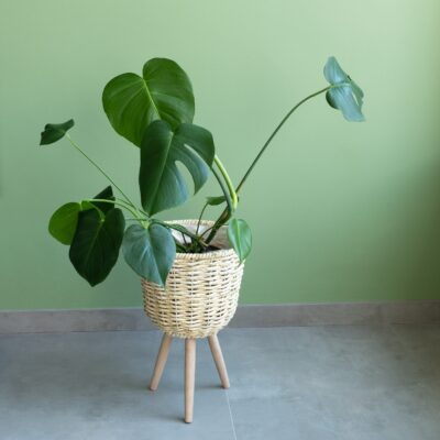 Plantenmand op driepoot