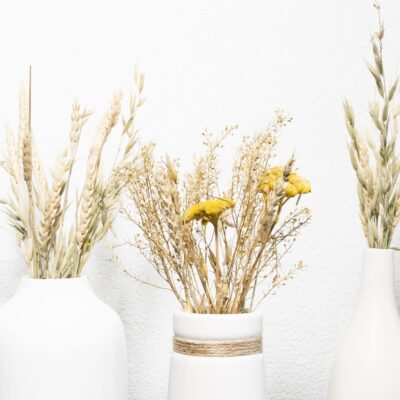 Droge planten decoratief