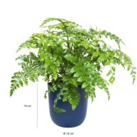 Afmetingen van de blauwe bloemenpot