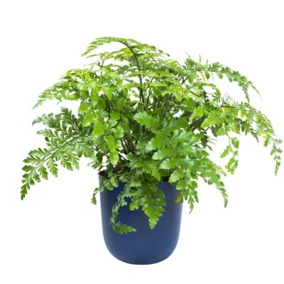 Planten ophangen in een donkerblauwe pot buiten