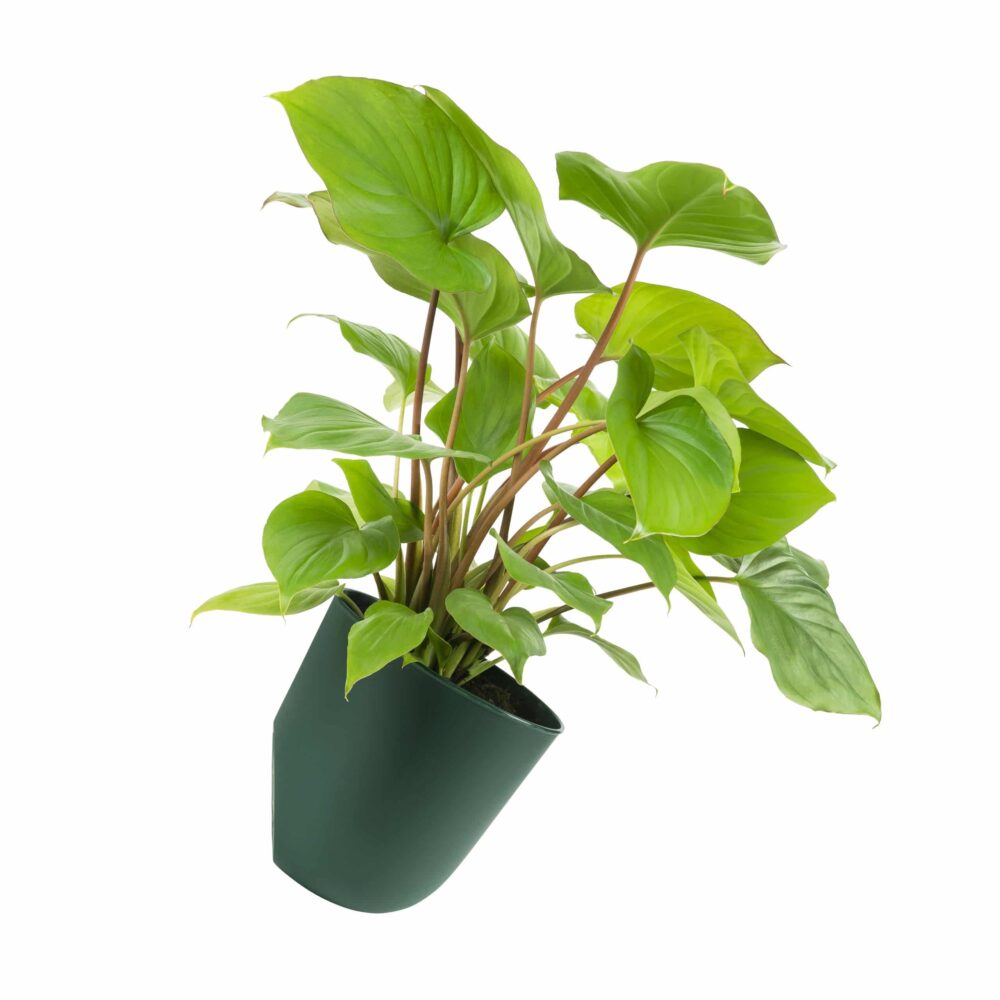 Bloempot voor aan de wand donkergroen