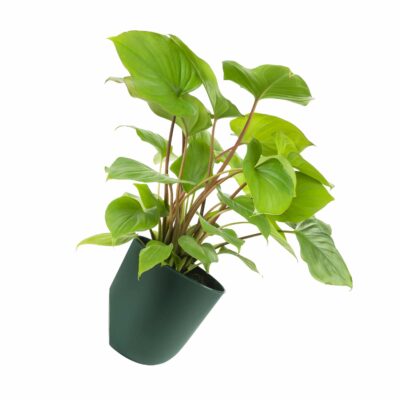 Bloempot voor aan de wand donkergroen