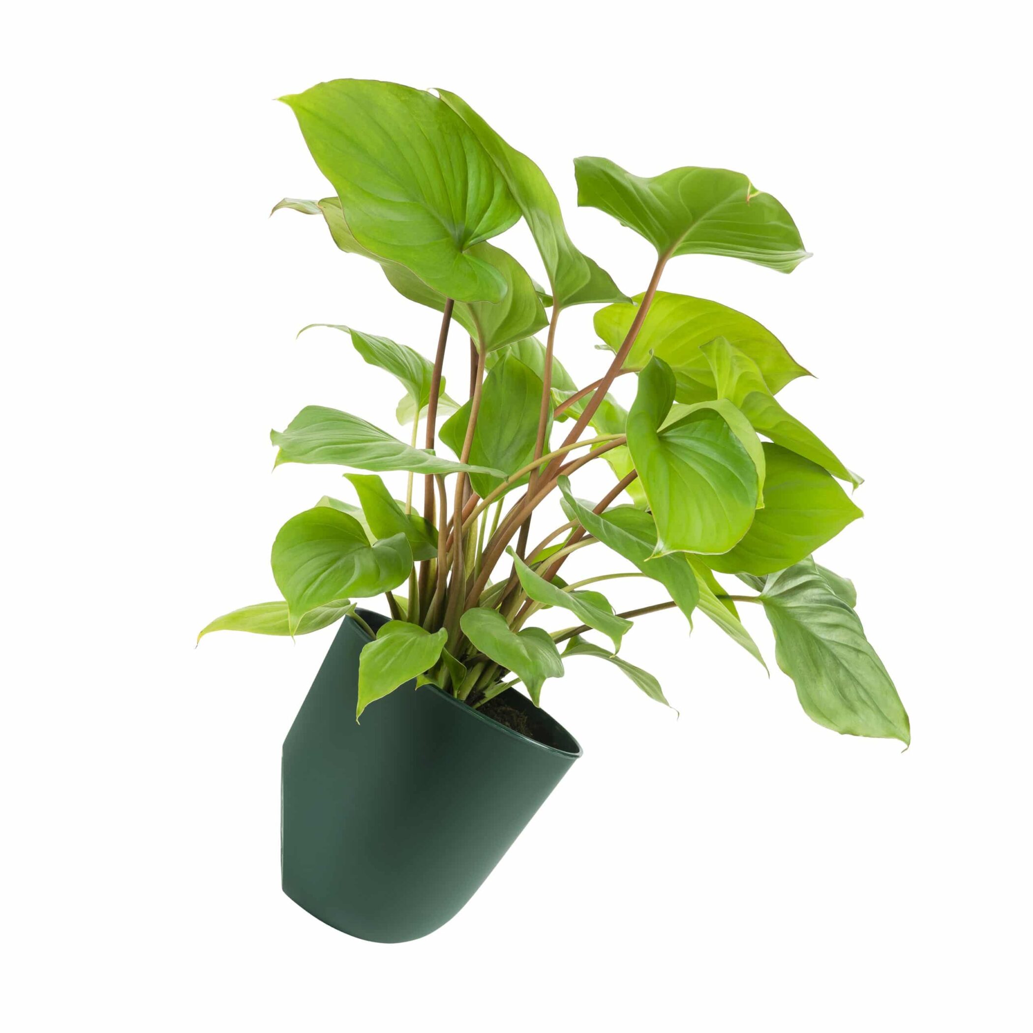 QUVIO Bloempot voor aan de wand - Diameter 15 cm - Donkergroen