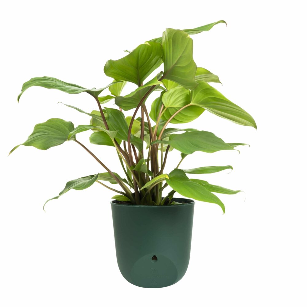 Ophang systeem donkergroene pot voor aan de muur