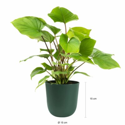 Afmetingen van de donkergroene pot voor aan de wand