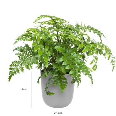 Afmetingen grijze ophangpotjes voor planten