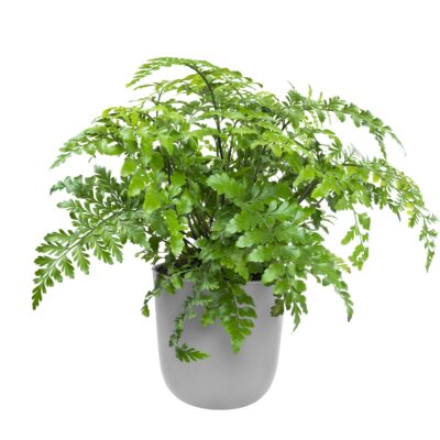 Grijze bloempotten voor aan de muur